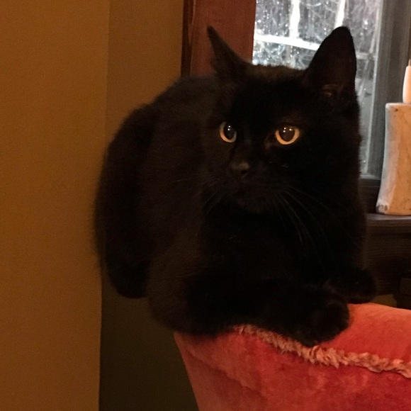 Meet your Posher, Laura - Picture 1 of 1